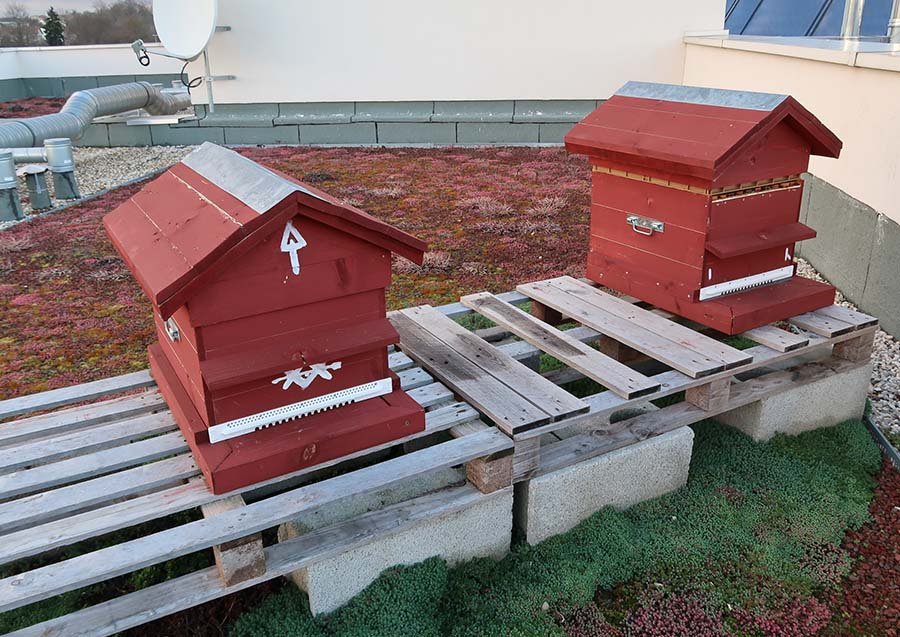 Les rûches installées sur le toit de la maison des Compagnons