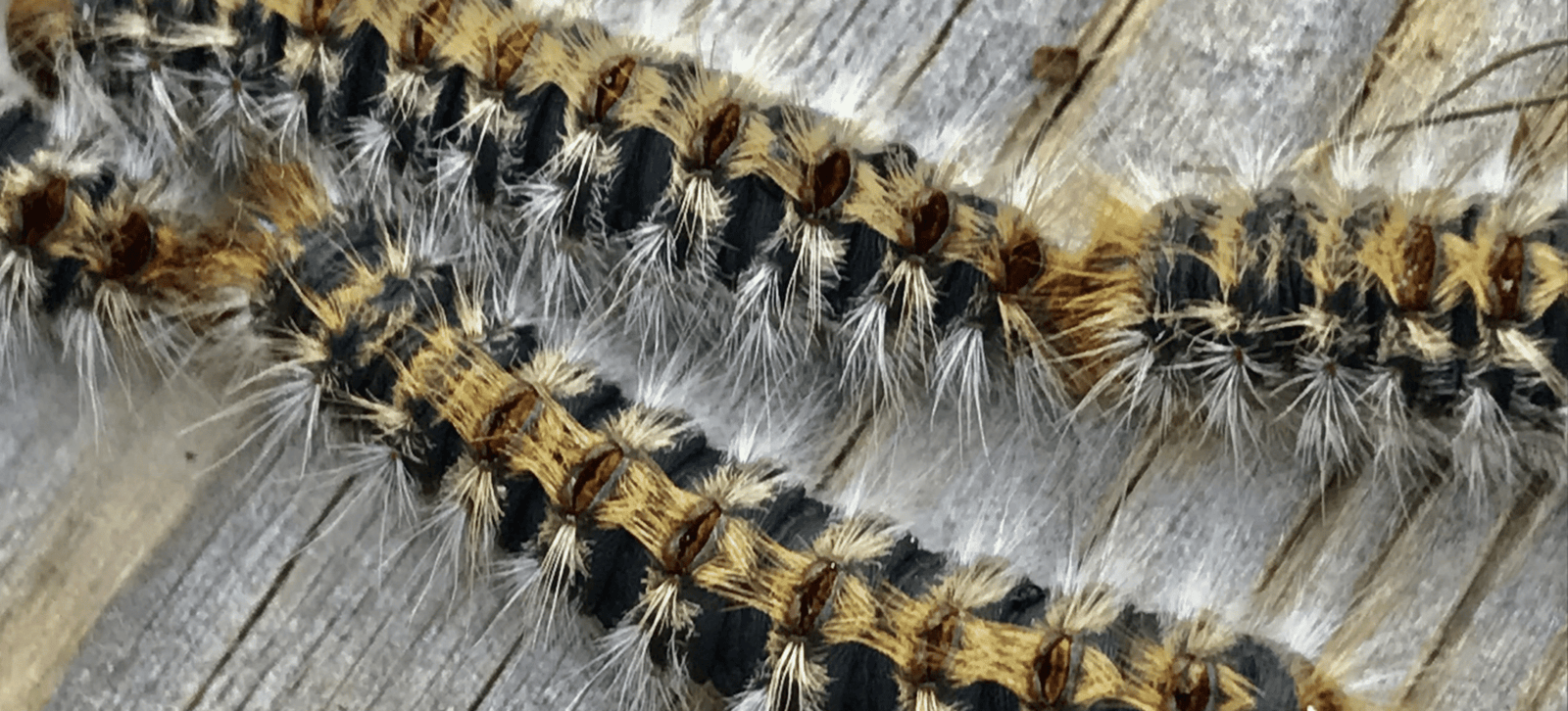 20231206_ARS22_MOUSTIQUE-TIGRE_AP_1-4-PAGEA4_V3