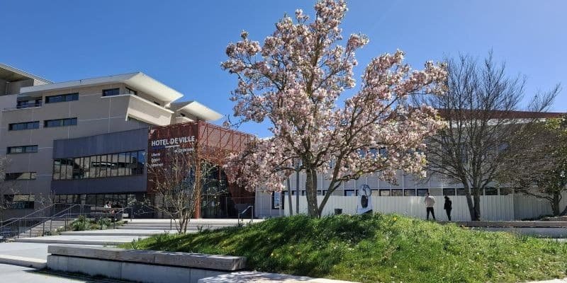 hdv magnolia 800 x 370